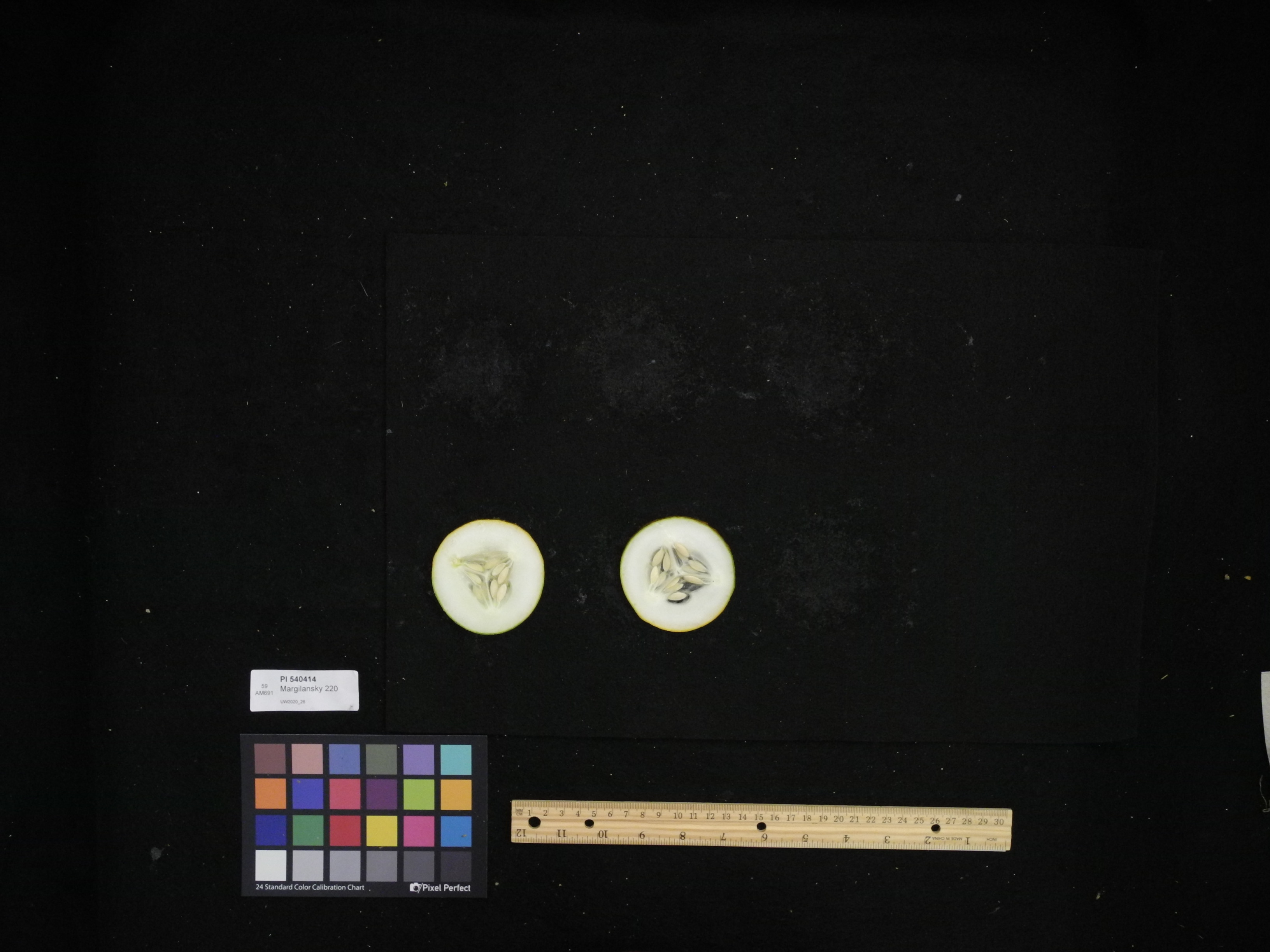 Cucumber HTP Instance Segmentation Model by Kashish PhD