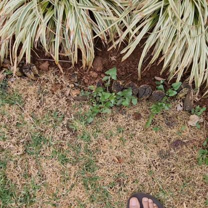 Weed Detection Object Detection Dataset by First Try