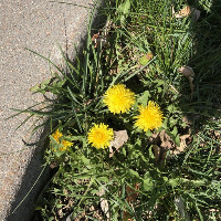daisy & dandelion project thumbnail