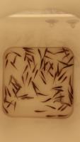 Fish Fry project thumbnail