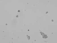 Placebo project thumbnail