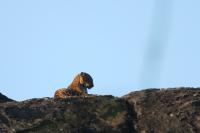 Leopard project thumbnail