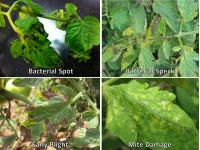 Plant disease detection project thumbnail