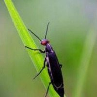 my insect 2 project thumbnail