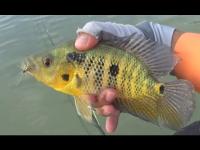 fish-detection 2 project thumbnail
