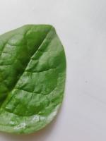 Find leaves project thumbnail