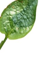 spanich leaf project thumbnail