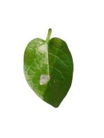 Spinach project thumbnail