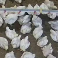 broiler project thumbnail
