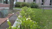 Plants project thumbnail