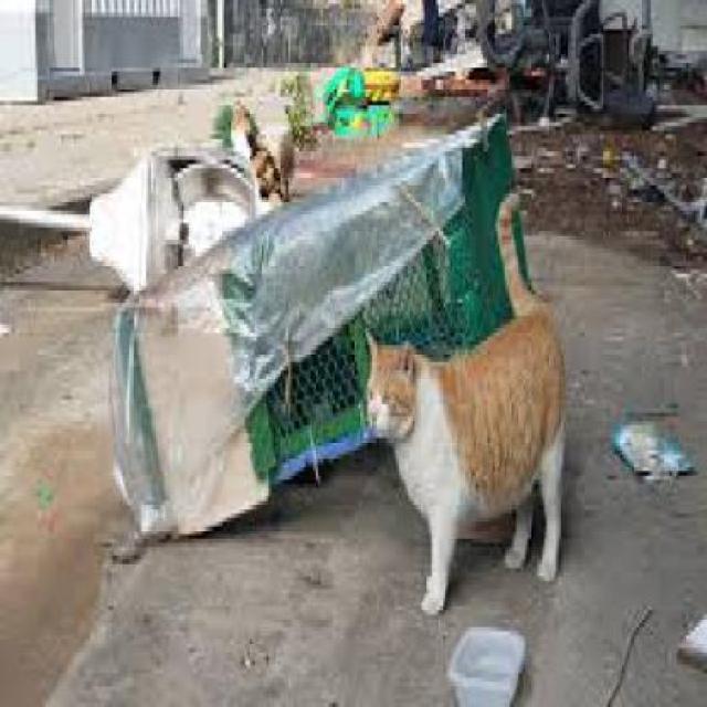 Dog and Cats Object Detection Dataset by DCD