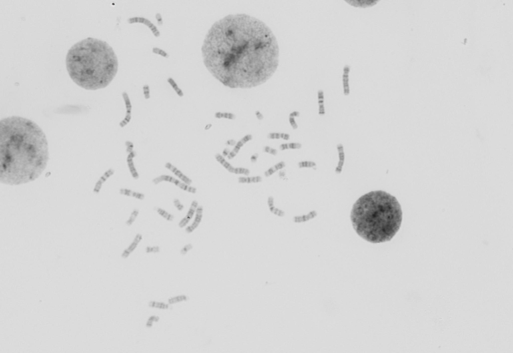autokary4-instance-segmentation-dataset-by-enem