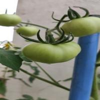 Vegetable project thumbnail