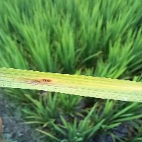 Rice Nutrient Sentinel  (try) project thumbnail