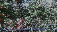 apples project thumbnail