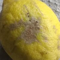 Lemon Detection project thumbnail