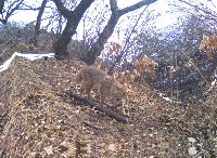 Animal Classification project thumbnail