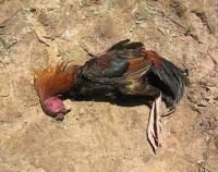 chicken-health-detection project thumbnail
