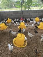 Find chicken project thumbnail