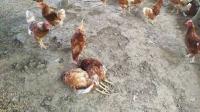 Chickens Classification project thumbnail