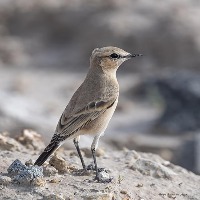 bird project thumbnail