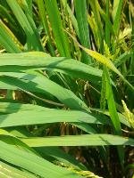 Healthy-Rice project thumbnail