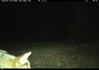 Coyote project thumbnail