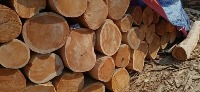 Wood_Log-Notionhive500  project thumbnail