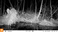 Amazon Animal Detection project thumbnail