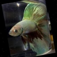 fishv3+disease yolov11 Object Detection Model by Fish p2