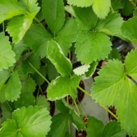 Strawberry_Hytam project thumbnail