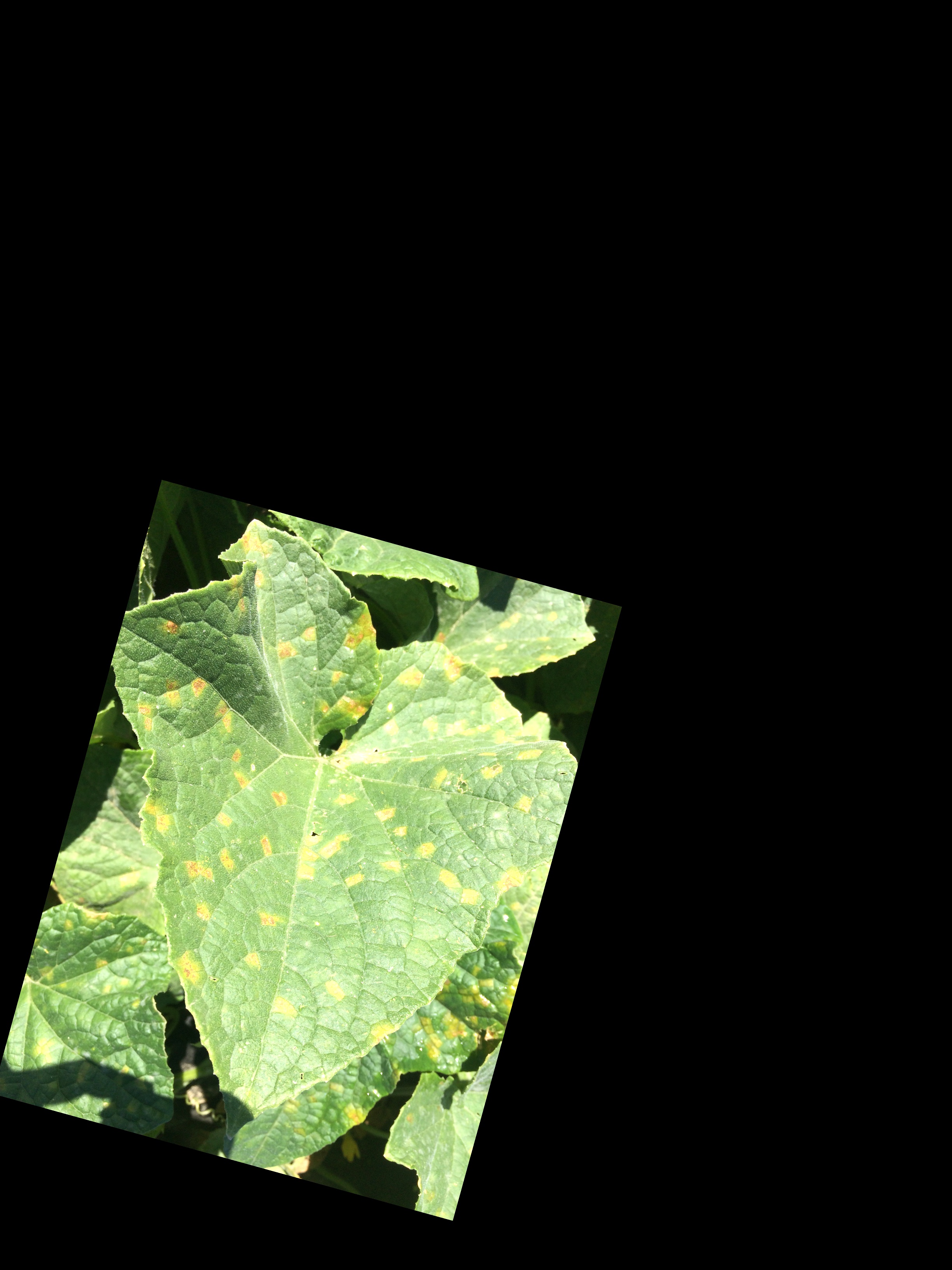 leaf disease detection Object Detection Model by koala pro 255