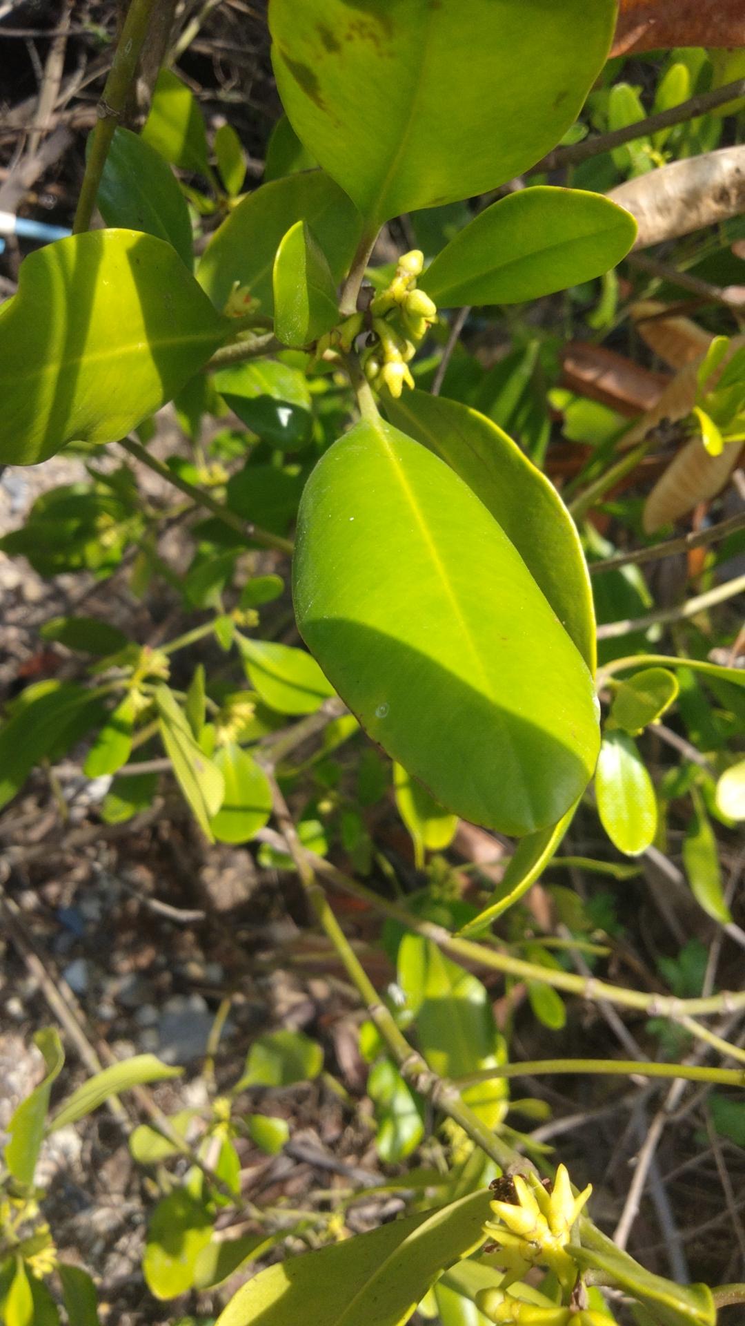 Mangrove Leaves Classification Model By ClassificationMangroves mangrove-leaves-classification-model-by-classificationmangroves