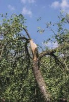 freetree project thumbnail