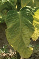 tabcco leaf disease detection project thumbnail