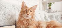 cat-dog detection project thumbnail