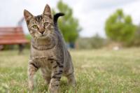 Find cats project thumbnail