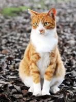 cat project thumbnail