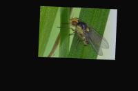 Dataset-Tomato-Code project thumbnail