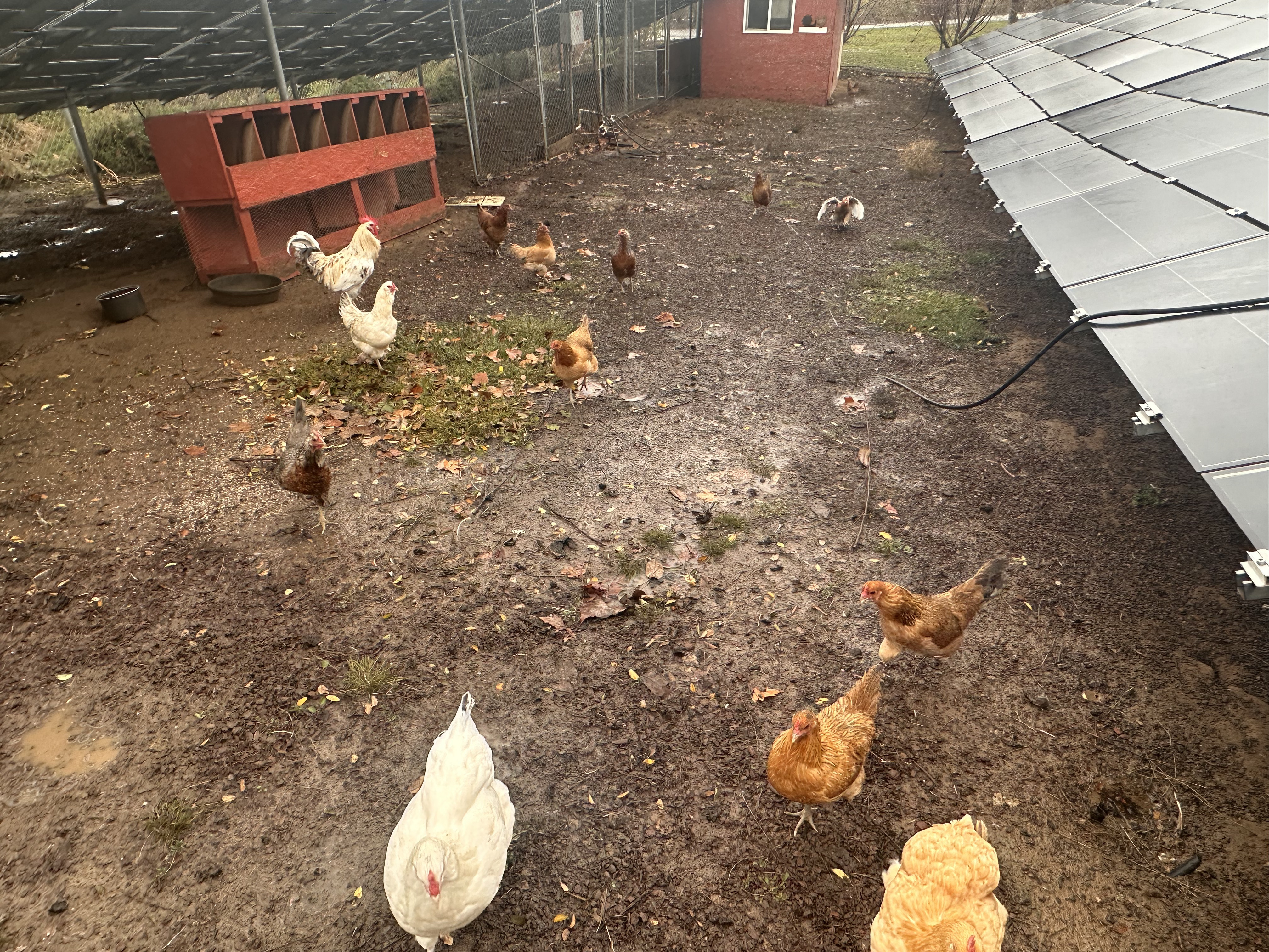 chicken Object Detection Model by Mew