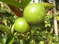 Lime Kaffir lime23 project thumbnail