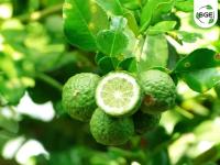 Lime-Kaffirlime project thumbnail