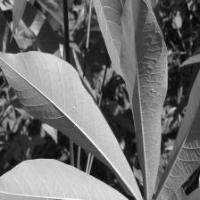 Plant_disease project thumbnail