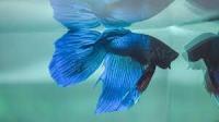Deteksi Jenis Ikan Cupang project thumbnail