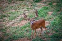 Animal Detection Agriculture project thumbnail