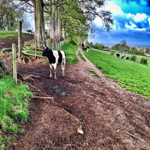 cow Object Detection Model by object detection