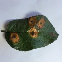 Leaf Disease project thumbnail
