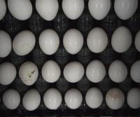 Find eggs project thumbnail