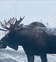 Find moose project thumbnail