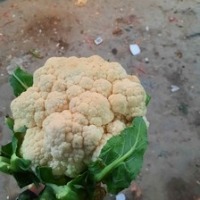 vegetables project thumbnail